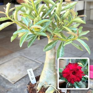 2407 26 Big Caudex Queen Red