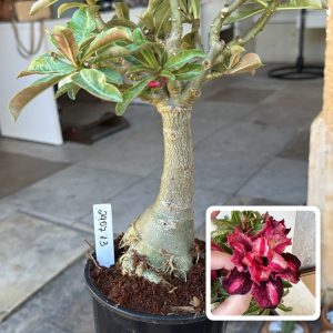 2407 13 Big Caudex Samba