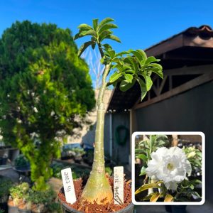 2407 41 Big Caudex White Angel