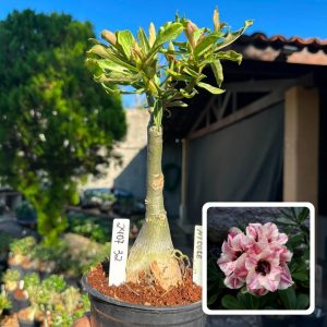 2407 32 Big Caudex Nicole