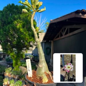 2407 27 Big Caudex Buttercup