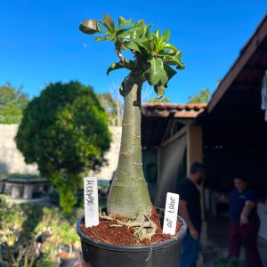 2407 20 Big Caudex Merabe