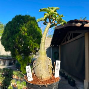 2407 35 Big Caudex Apples