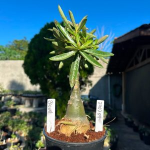 2407 09 Big Caudex Blend