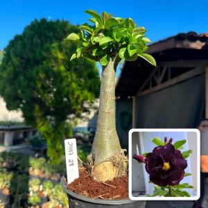 2407 28 Big Caudex Blue Label