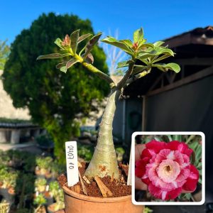 2407 10 Big Caudex Joana