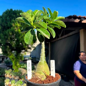 2407 22 Big Caudex Perola B