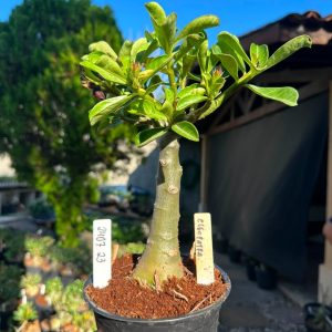 2407 23 Big Caudex Cleopatra