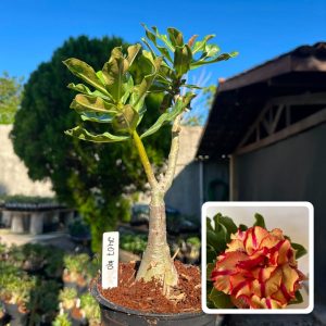 2407 40 Big Caudex Eva