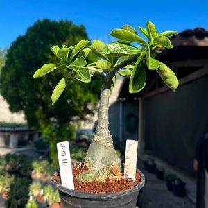 2407 11 Big Caudex Buque Rosa