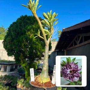 2407 15 Big Caudex Arya Roxa