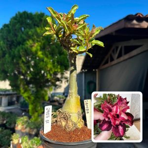2407 10 Big Caudex Samba