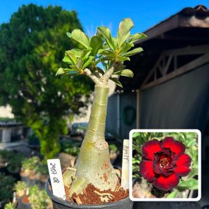 2407 08 Big Caudex Amit