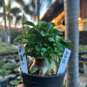 2407 03 Arabicum Thai soco F3