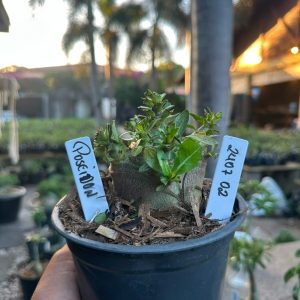 2407 02 Arabicum Poseidon F3