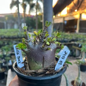 2407 08 Arabicum Brutos Black F3