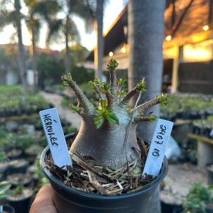 2407 43 Arabicum Hercules F3