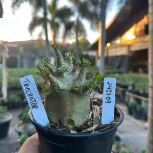 2407 09 Arabicum Triceratops F3