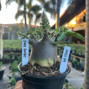 2407 04 Arabicum Black Zombie F3
