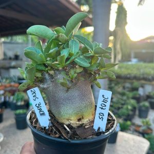 2407 05 Arabicum Red Stone F3