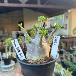 2407 11 Arabicum Wang Dk F3