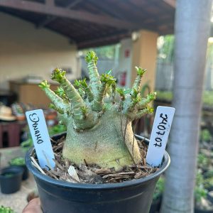 2407 07 Arabicum Dynamo F3