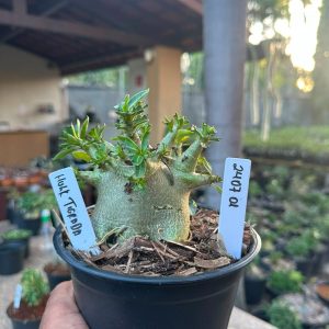 2407 01 Arabicum Hulk tigrada F3
