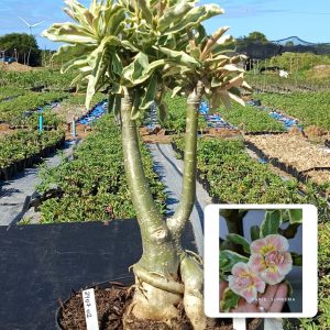 2507 01 Baobá Suprema Variegata