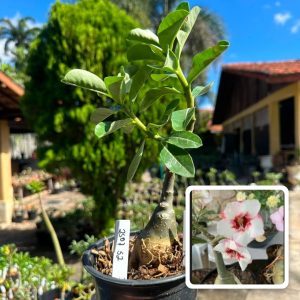 2507 52 Rosa do Deserto Lucky White