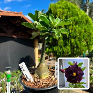 2507 46 Rosa do Deserto Blue Label