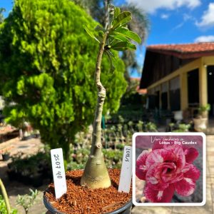 2507 40 Rosa do Deserto Lótus