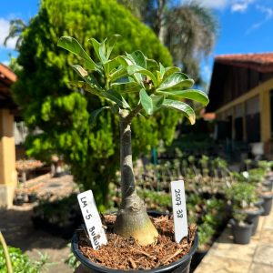 2507 38 Rosa do Deserto Lm - 5 Buque