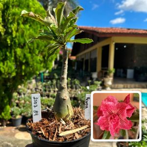 2507 34 Rosa do Deserto Renda