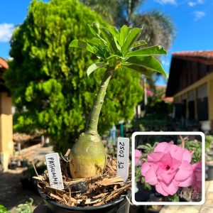 2507 32 Rosa do Deserto Pathumma