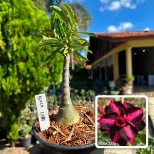 2507 50 Rosa do Deserto Black Lady