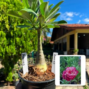 2507 23 Rosa do Deserto Marigold