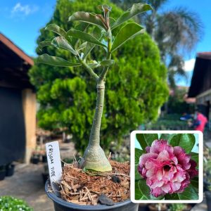 2507 29 Rosa do Deserto Crimson Tide