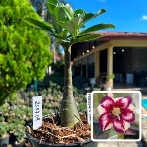 2507 09 Rosa do Deserto Margareth Star