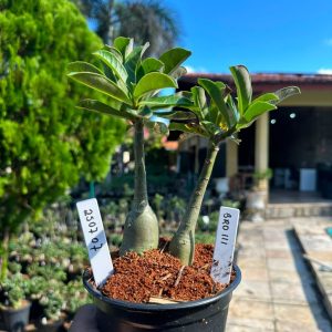 2507 07 Rosa do Deserto BRD 111