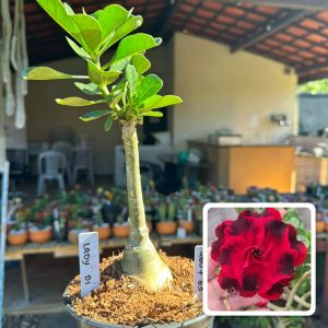 2507 63 Rosa do Deserto Lady Di