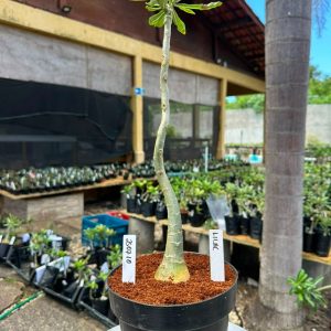 2507 10 Anaconda Lilac ( Leilão )