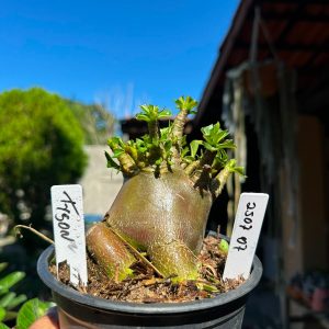 2507 07 Arabicum Tyson F3