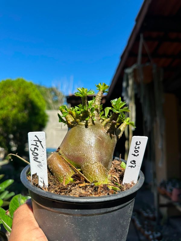 Arabicum Tyson F3