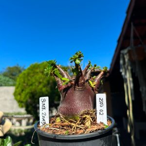 2507 02 Arabicum Black Zomby F3