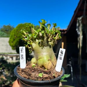 2507 09 Arabicum Thai Soco F3