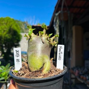 2507 10 Arabicum Minotauro F3
