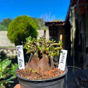 2507 06 Arabicum Pantera Negra F3