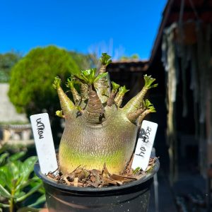 2507 04 Arabicum Ultron F3