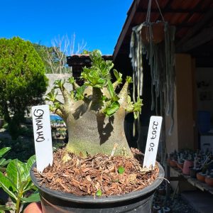 2507 05 Arabicum Dynamo F3