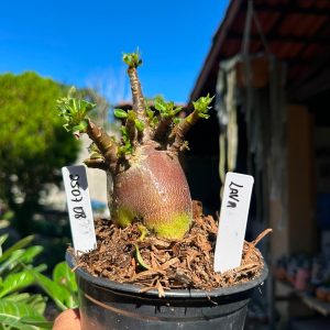 2507 08 Arabicum Lava F3
